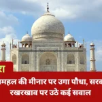 ताजमहल की मीनार पर उगा पौधा, सरकारी रखरखाव पर उठे कई सवाल